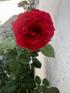 娇艳红玫瑰绽放