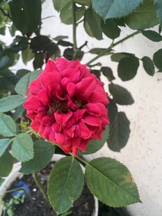 娇艳红玫瑰绽放