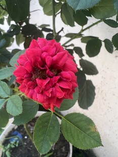 娇艳红玫瑰绽放