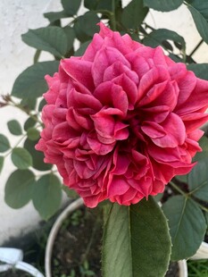 娇艳盛开的粉红色月季花