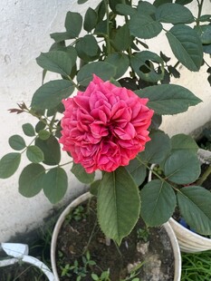 娇艳盛开的粉色月季花