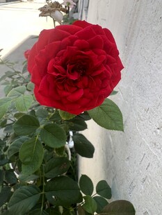 娇艳红玫瑰绽放