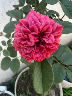 娇艳盛开的粉色月季花