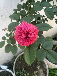 娇艳粉色月季花盆栽