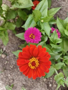 鲜艳多彩的庭院花卉