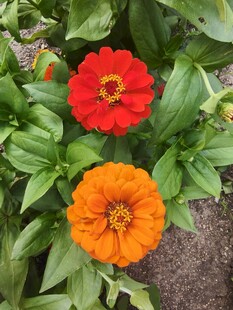 两朵鲜艳绽放的百日菊