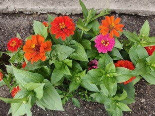 多彩花卉绽放于绿叶间