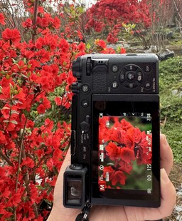 手持相机于盛放花丛前