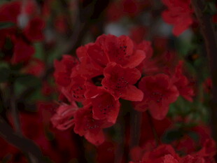 鲜艳红色花卉特写