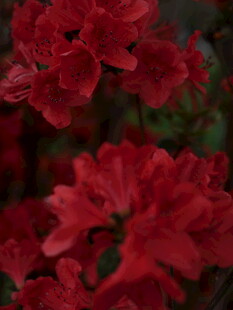 艳丽红花朵特写