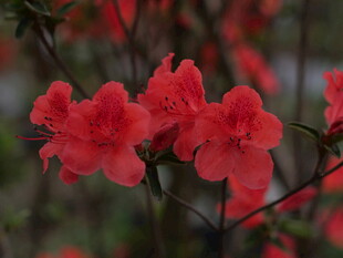 娇艳盛开的红色杜鹃花