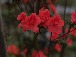 娇艳红杜鹃绽放