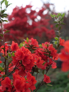 鲜艳绽放的红杜鹃花
