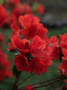 艳丽红杜鹃绽放