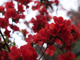 娇艳欲滴的盛开红杜鹃