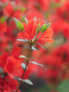 娇艳欲滴的红色杜鹃花