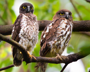 树枝上的两只猫头鹰