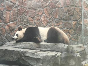 石上休憩的大熊猫