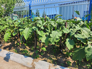 路边生长的茂盛绿色植物