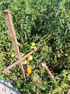 田园番茄种植场景