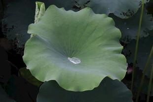 荷叶上的晶莹水珠