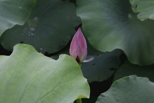 含苞待放的荷花