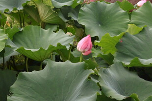 含苞待放的荷花