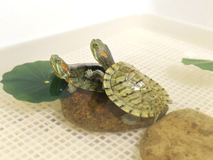 乌龟