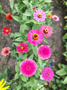 缤纷艳丽的多彩花卉世界