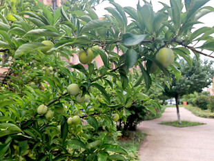 果园中繁茂果树与成熟果实