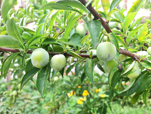 青嫩果实挂于繁茂枝头