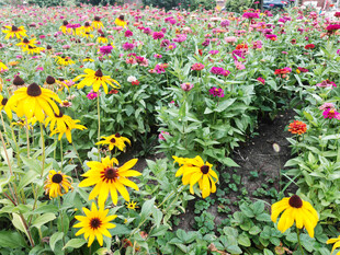 多彩花田绽放美丽生机