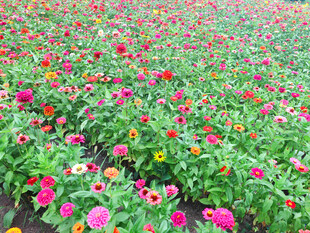 五彩斑斓的百日菊盛放田