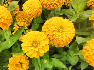 鲜艳黄色百日菊绽放