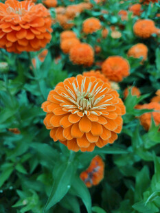 橙色百日菊绽放的美丽