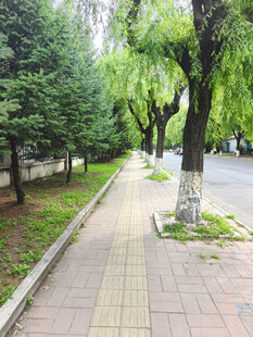 林荫铺砖小径