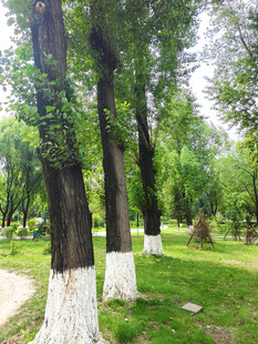 公园中整齐的树木景观