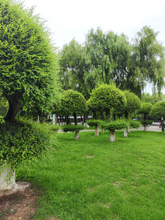 修剪整齐的园林绿植景观