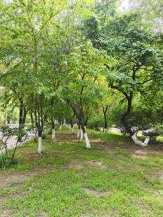 绿意盎然的公园树林景观