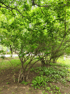 绿意盎然的繁茂灌木丛