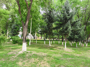 绿意盎然的公园树林景观