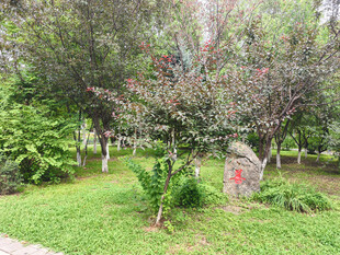 绿意盎然的园林景致