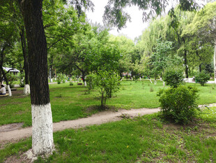 绿意盎然的公园林间小道