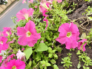 娇艳粉色矮牵牛绽放