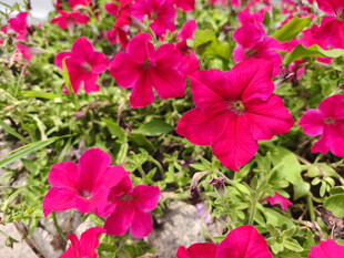 艳丽绽放的粉红色矮牵牛花