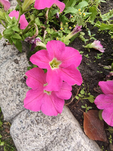 石旁绽放的娇艳粉色小花