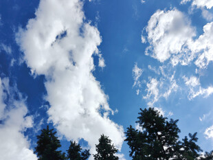 蓝天白云下的茂密树林