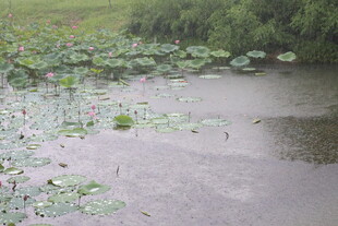 雨中荷花