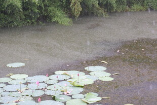 雨中荷花