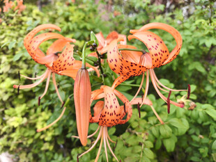 橙红色嘉兰百合花绽放